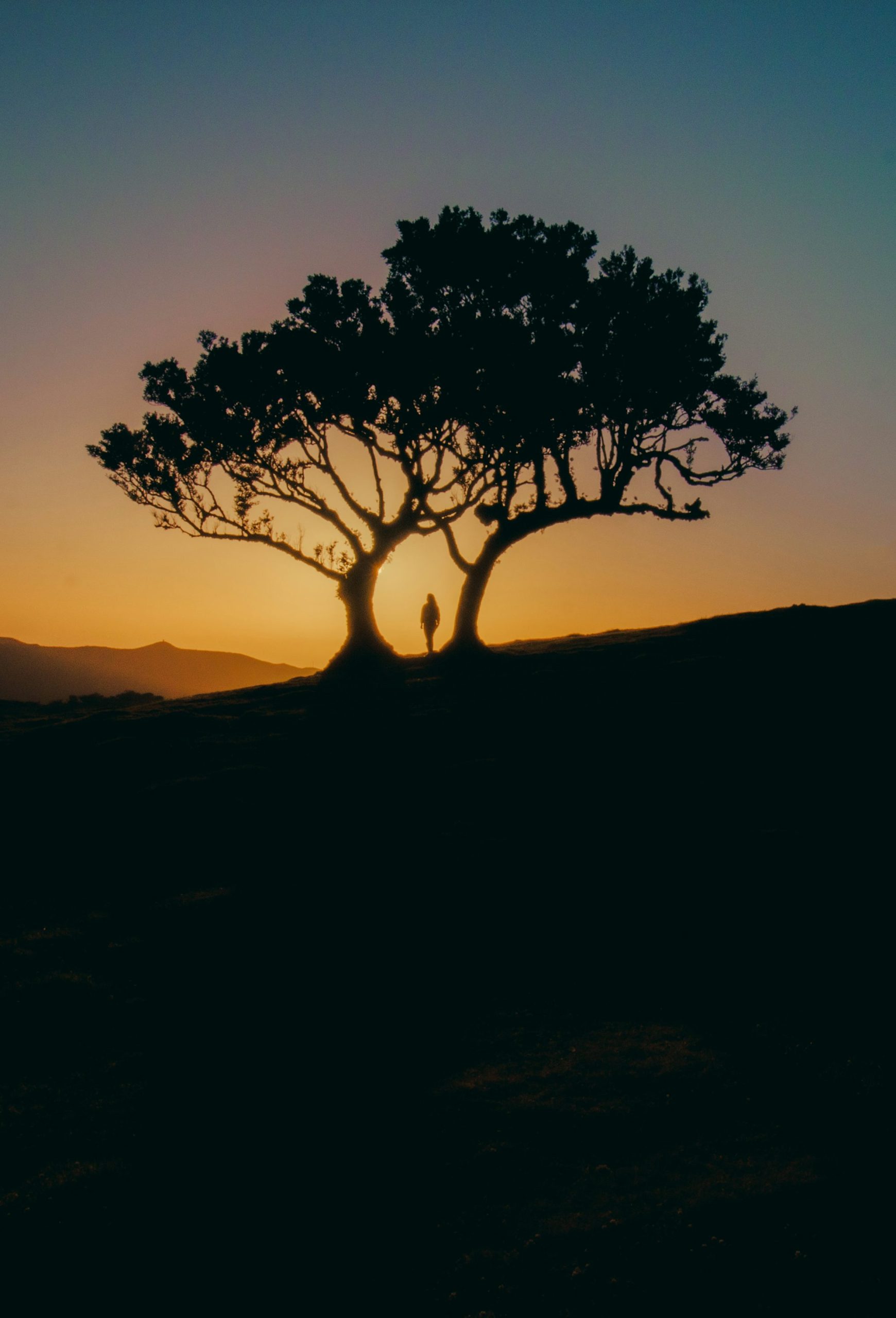 Wallpaper A Person Standing Under a Tree at Sunset - kazu.co.id